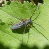 Phytoecia icterica